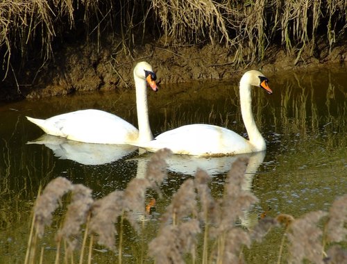 Mute swans....cygnus olor