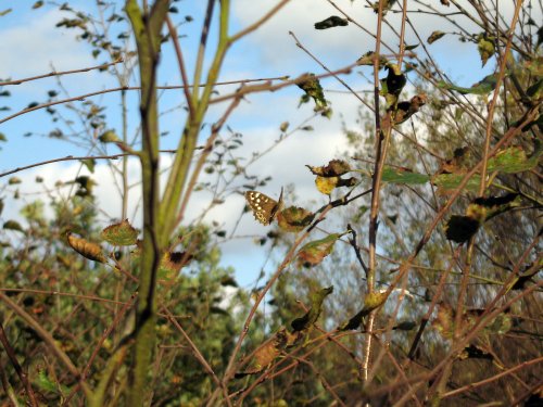 Butterfly camouflage