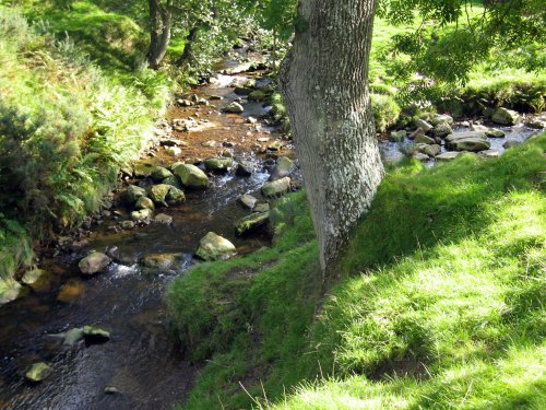 Sneaton Forrest near Littlebeck