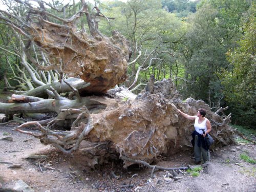 Fallen tree