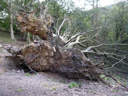 Fallen tree