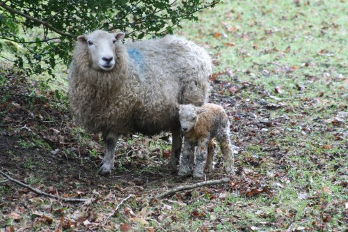 New born lamb