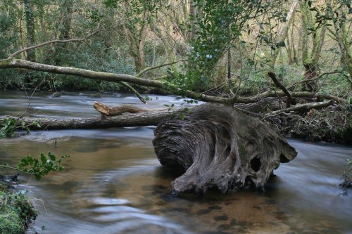 The Tree Stump !