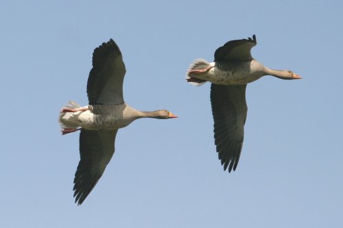 Greylag Geese