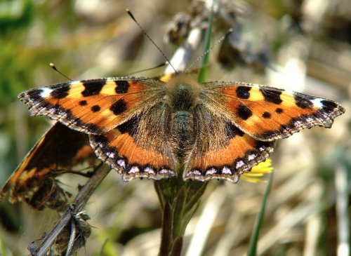 Small tortoiseshell butterfly....aglais urticae