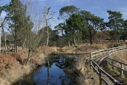 Arne Nature Reserve in Dorset