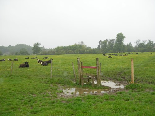 Curious cows