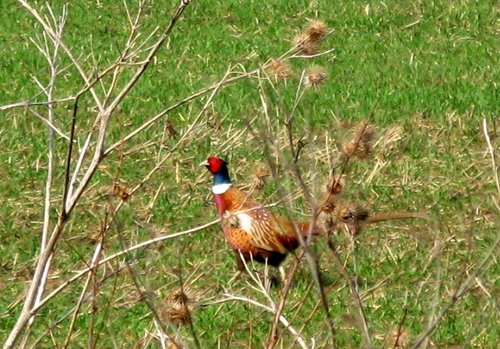 Cock of the Walk