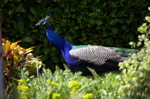 Shy Peacock.