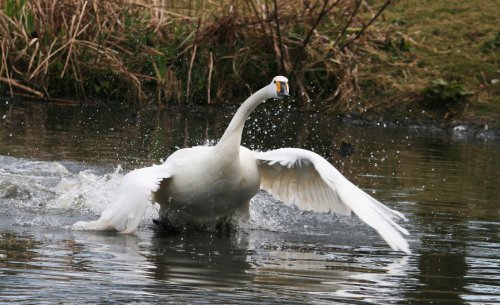Bewick's Swan.
