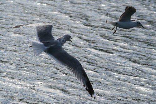 Common and Black Headed Gull.