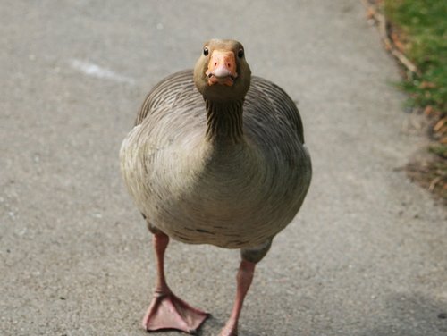 A Greylag Goose.