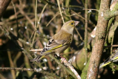 Greenfinch Female.