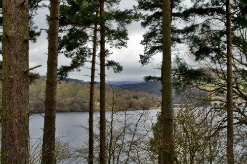 View through the tree's