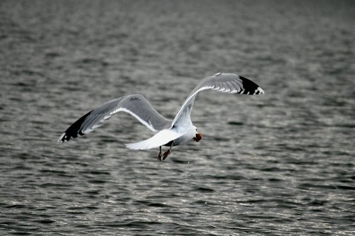 Herring Gull with fish.