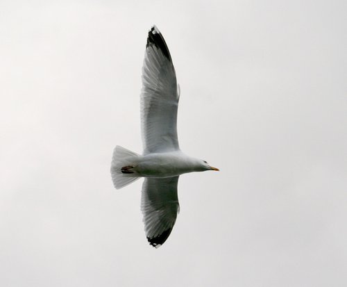 Herring Gull.