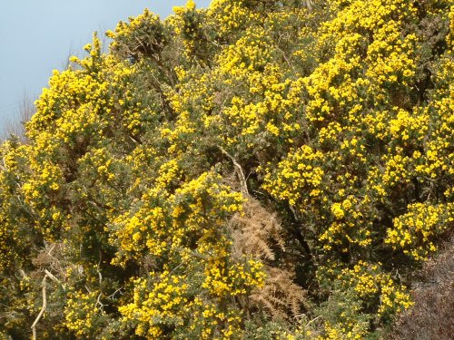 Gorse in Bloom.