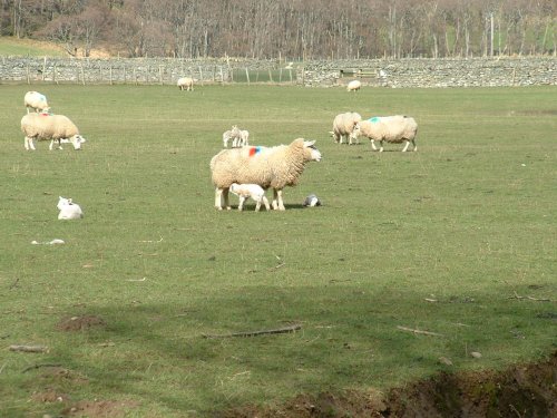Spring lambs at Clachan