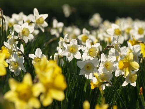 Daffodils on the village green, Thornborough, Bucks