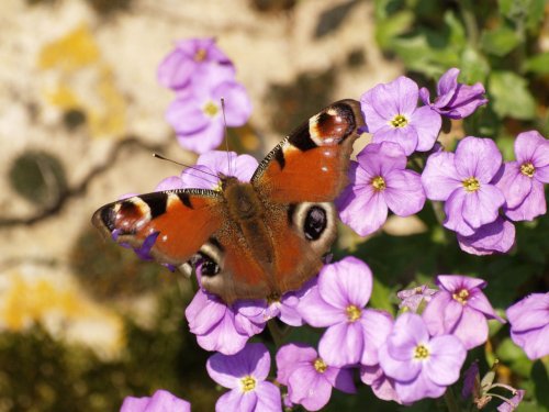 One of last year's Peacock butterflies out of hibernation, Thornborough, Bucks