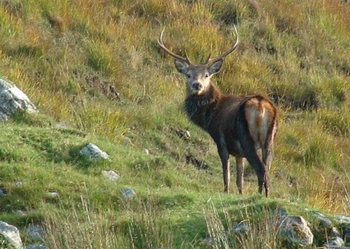 Fine Red Deer stag, taken from 'Wee Mad Road'