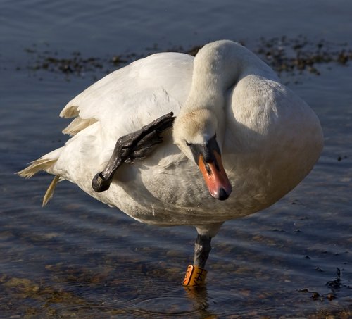 Swan at Keyhaven