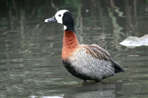 White Faced Whistling Duck