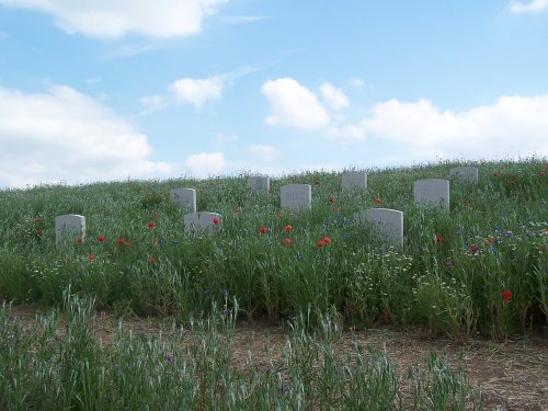 Gravestones with Names of forgotten plants