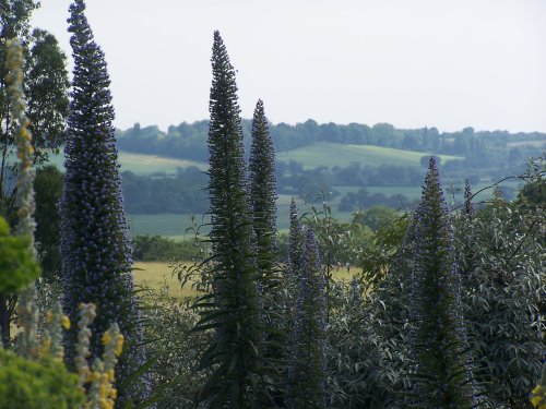 Echiums at Hyde Hall