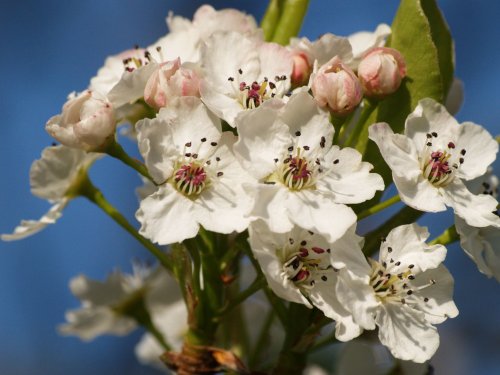 Blossom, my garden, Steeple Claydon, Bucks.