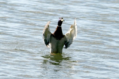 Mallard Drake.