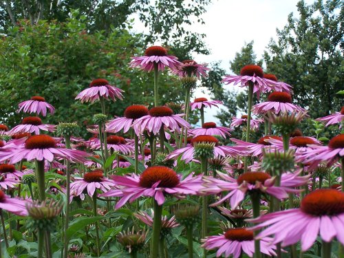 Echinaceas at Hyde Hall