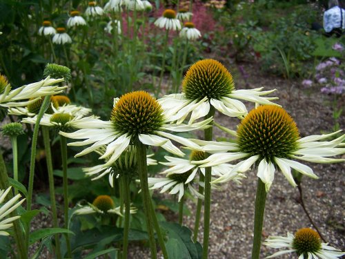 White Echinacea