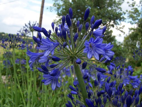 Agapanthus at Hyde Hall Gardens