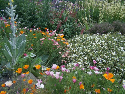 The dry garden at Hyde Hall