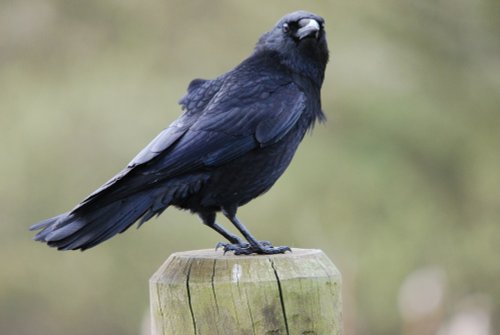 Carrion Crow