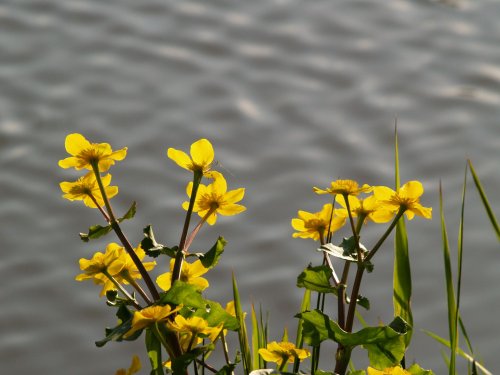 Marsh Marigold, Enslow Wharf, Oxford Canal near Bletchingdon, Oxon