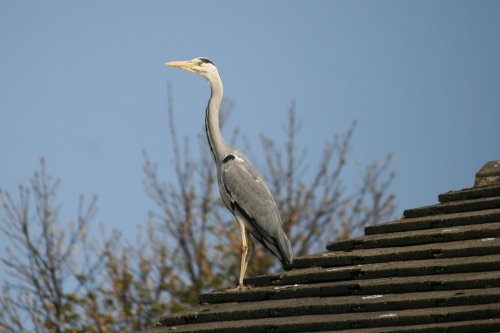 Heron on neighbours roof