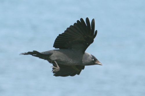 Jackdaw.