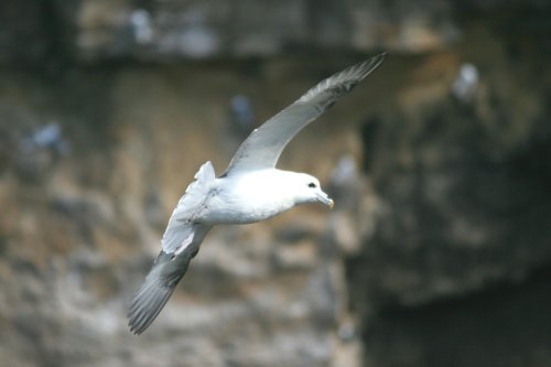 Fulmar.