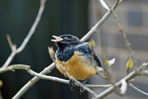 London Zoo