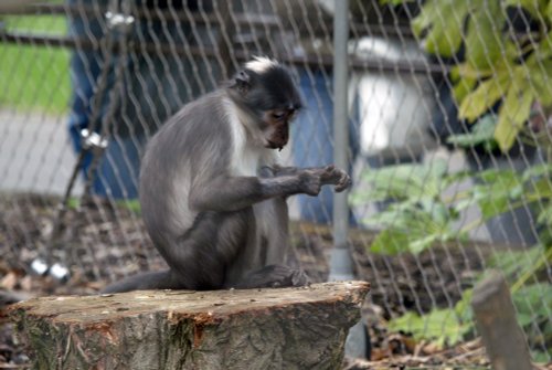 London Zoo