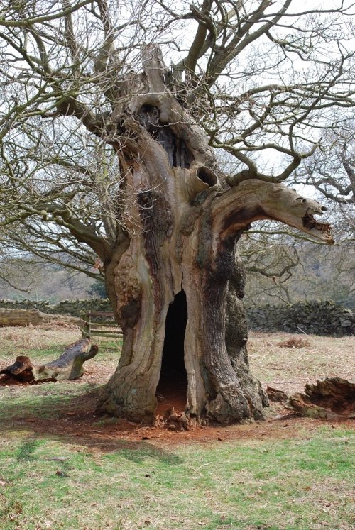 An Ancient Oak