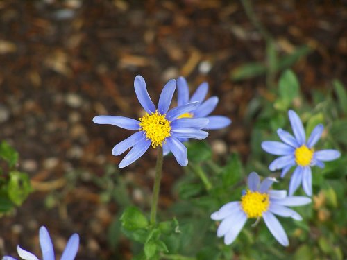 Blue daisy