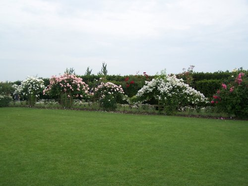 Roses at Hyde Hall