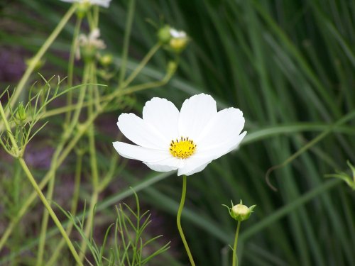 White Cosmos