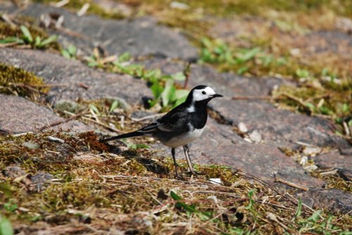 Pied Wagtail