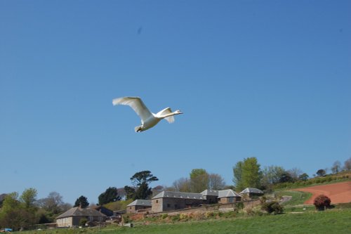 A Swan in flight