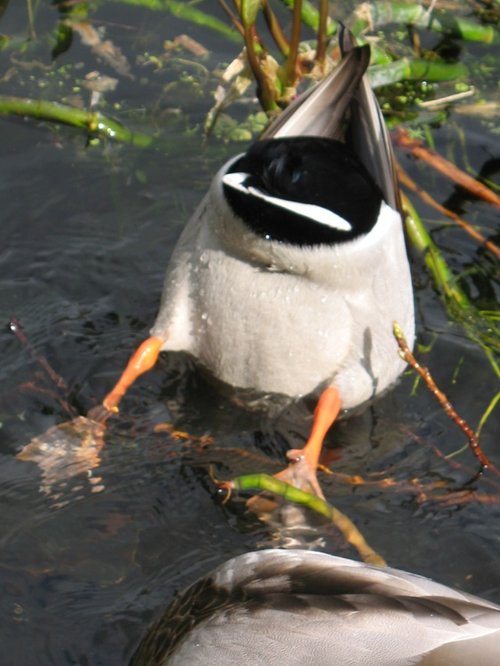 Duck feeding