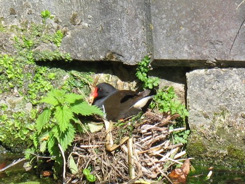 Nesting moorhen